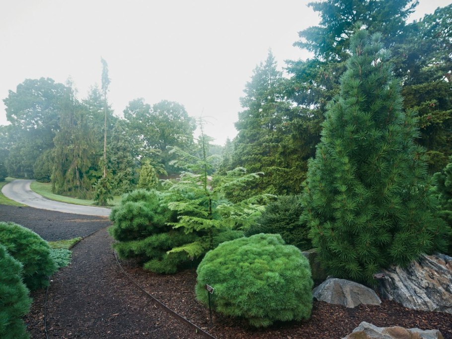 Горная сосна туя ель