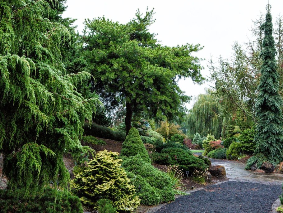 Можжевельник Хортсман