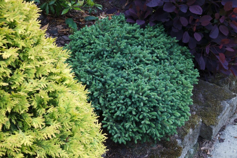 Ель Мариана Нана