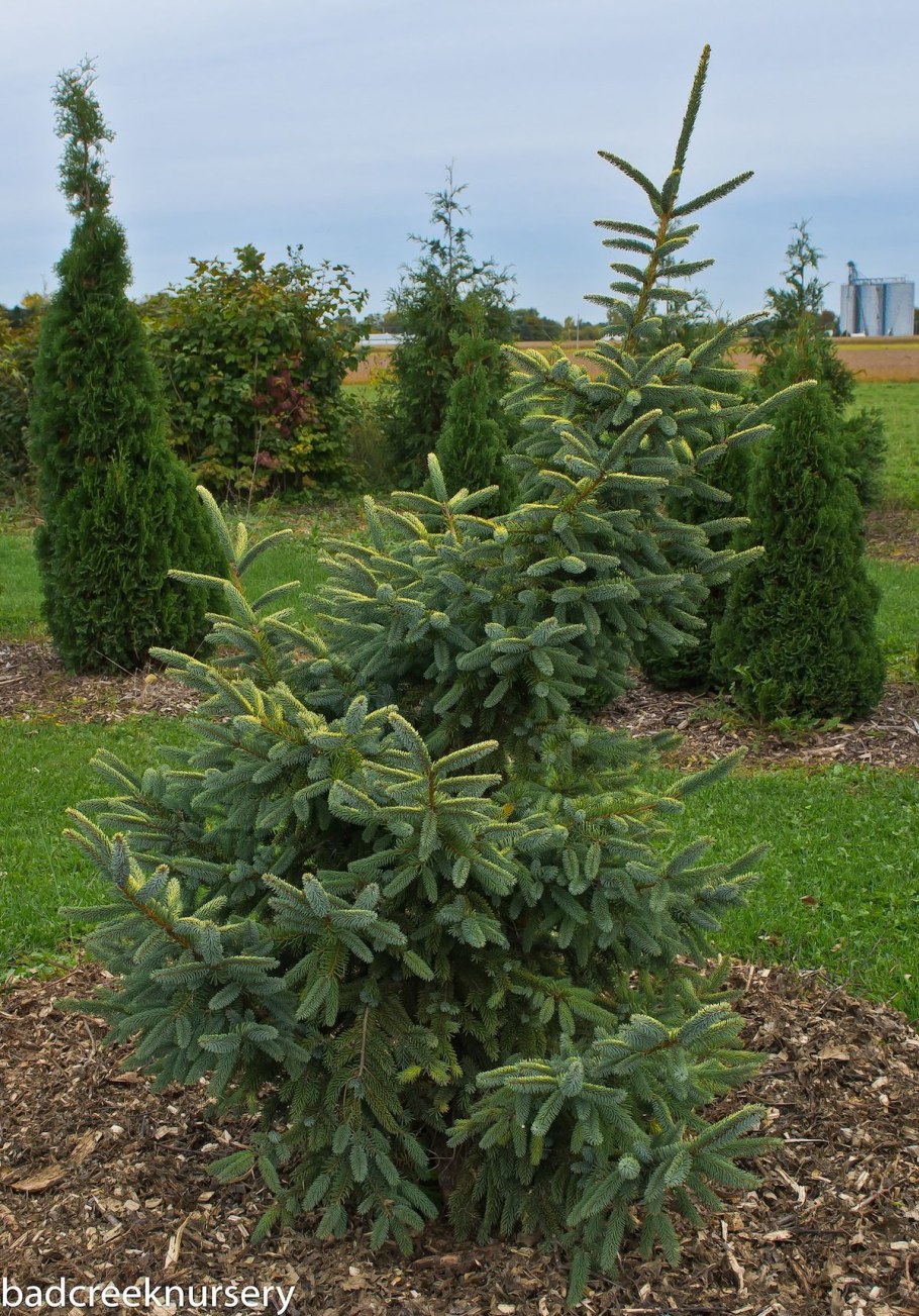 Пихта кедр туя