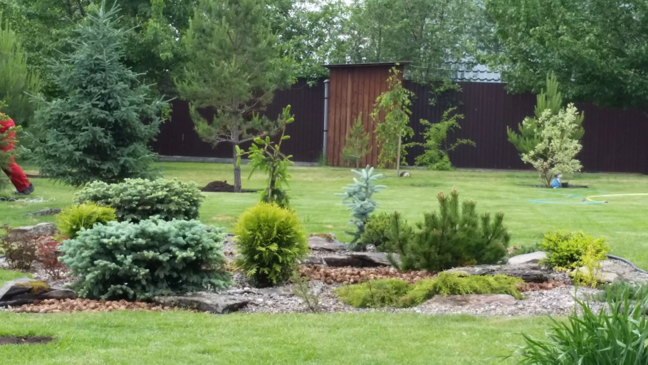 Ель канадская (сорт 'Golden Peak')