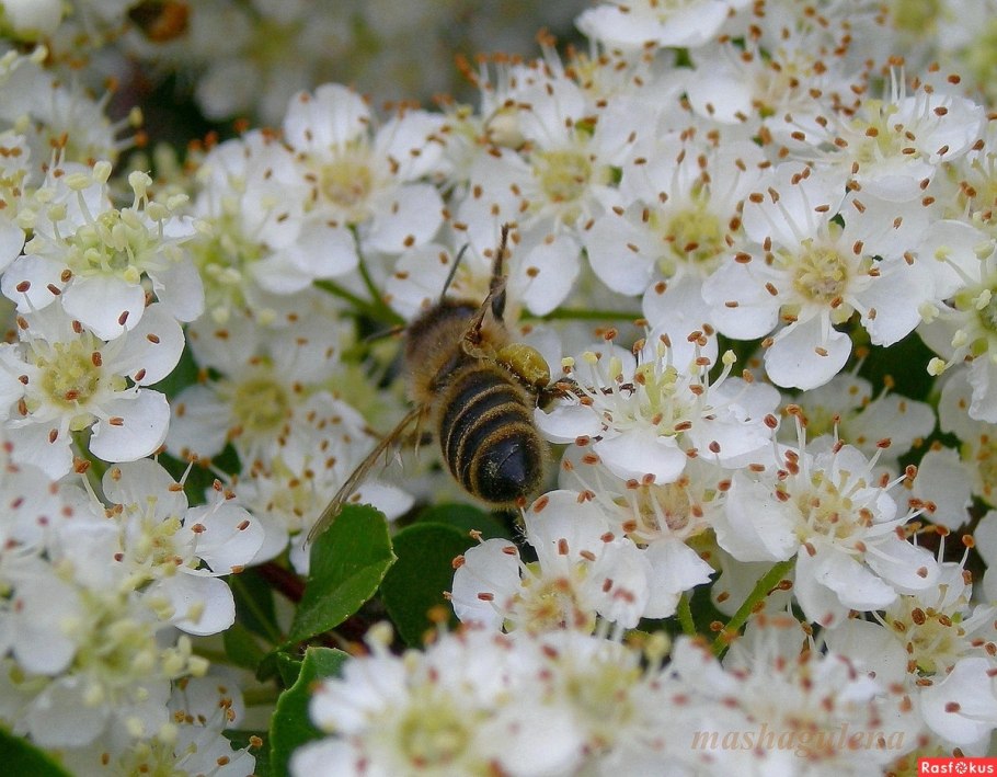 Пчелы опыляют растения