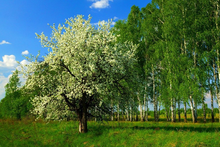 Яблоня Лесная Malus Sylvestris Mill.