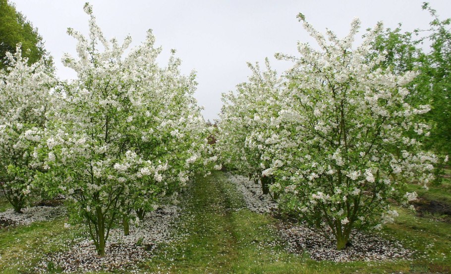 Терн (Prunus spinosa)