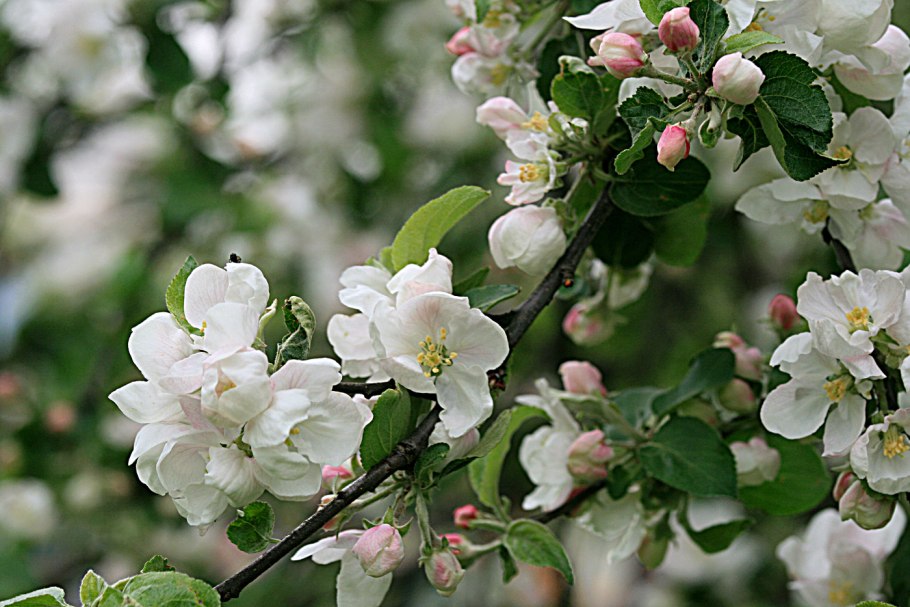 Pear Blossom