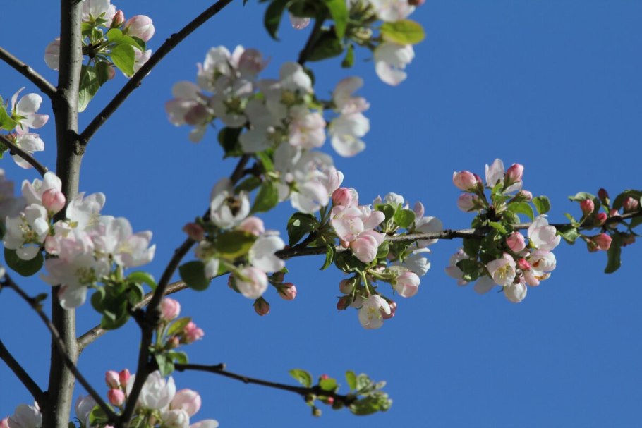 Черешня цветок медонос