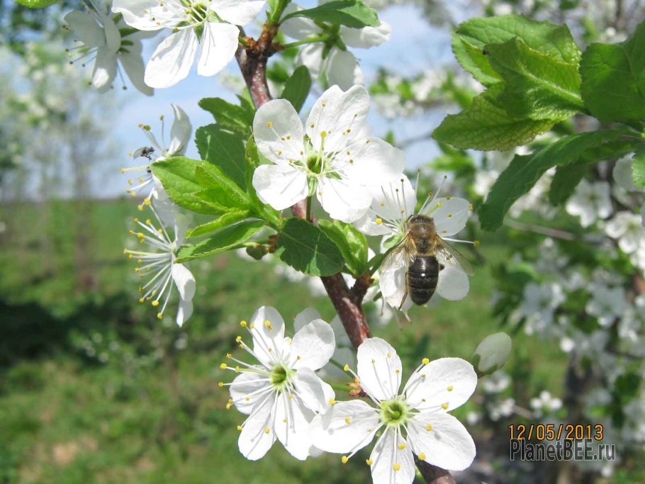 Опыление яблонь пасека
