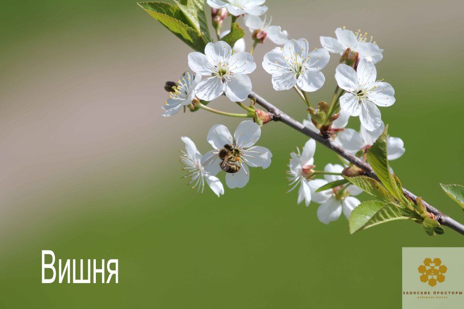 Весна пчелы