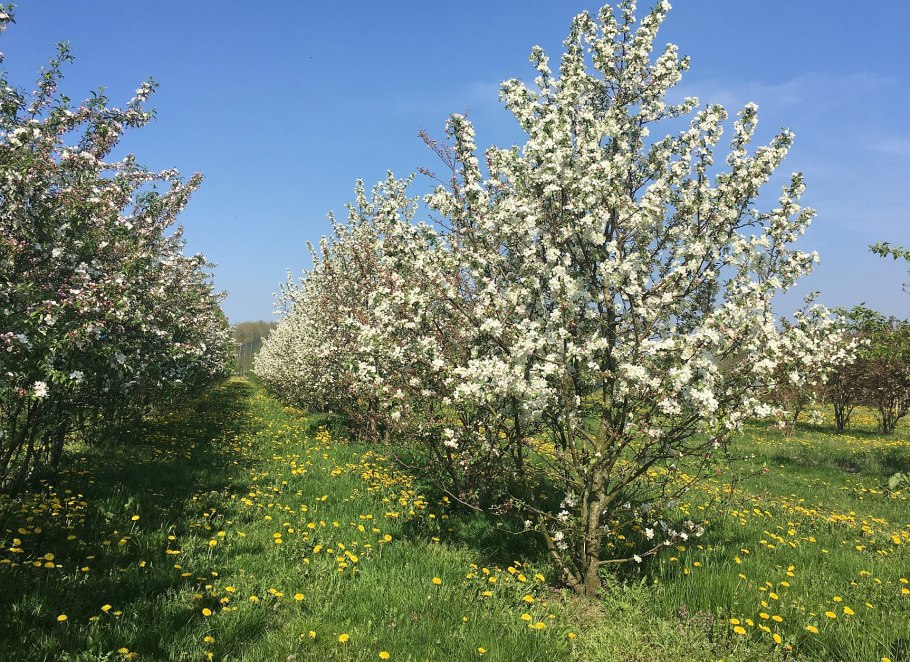 Яблоня Цветущая белыми цветами дерево