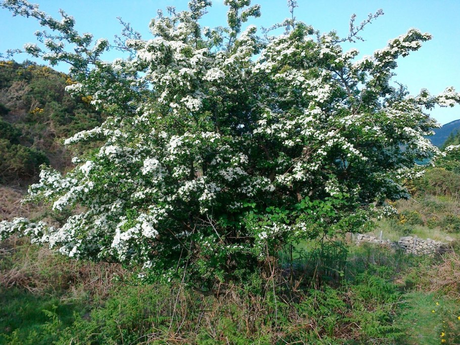Полукультурка пепинчик
