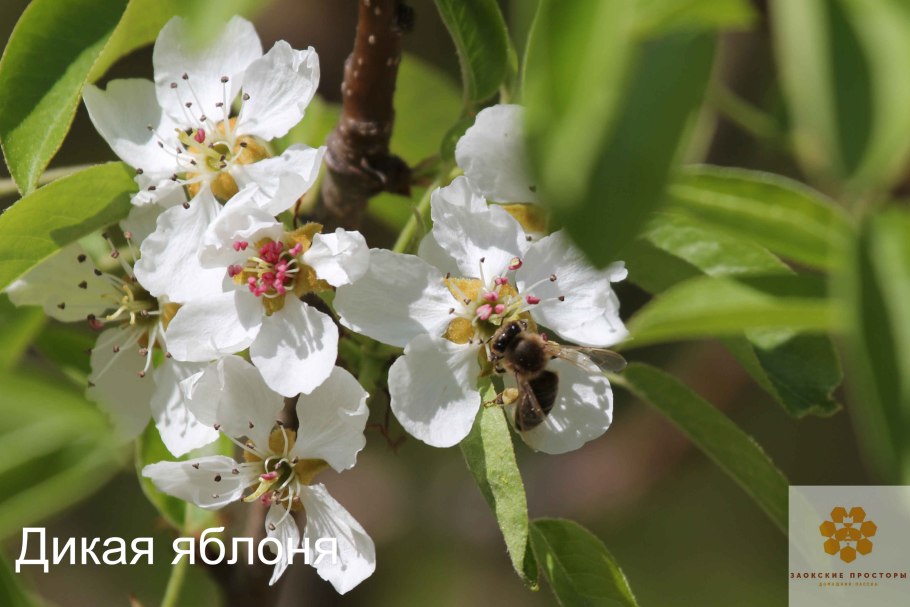 Медосбор с яблони