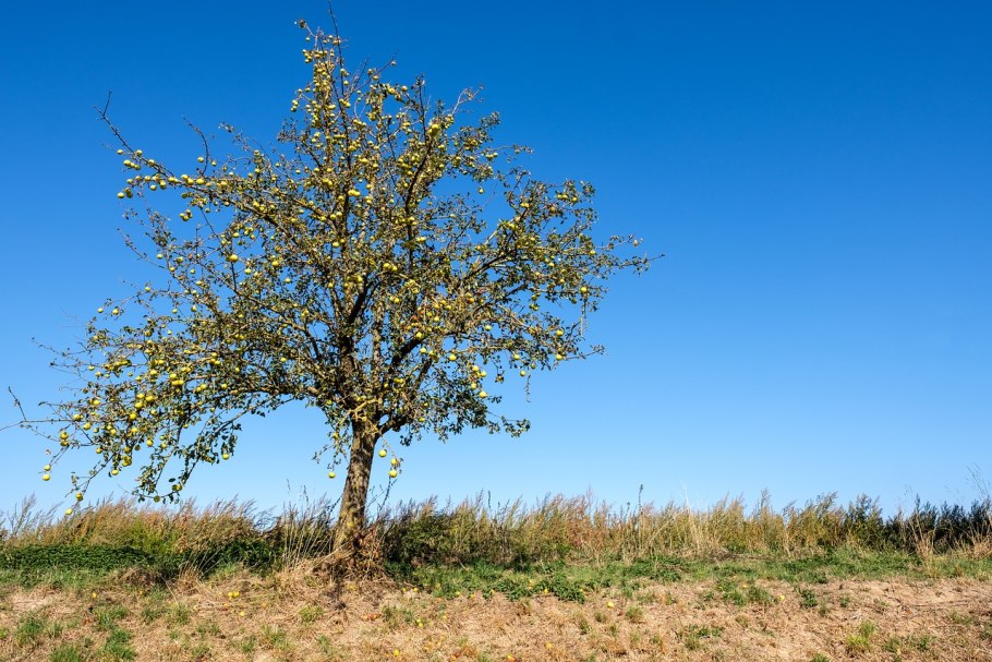 Дикая яблоня Адамс