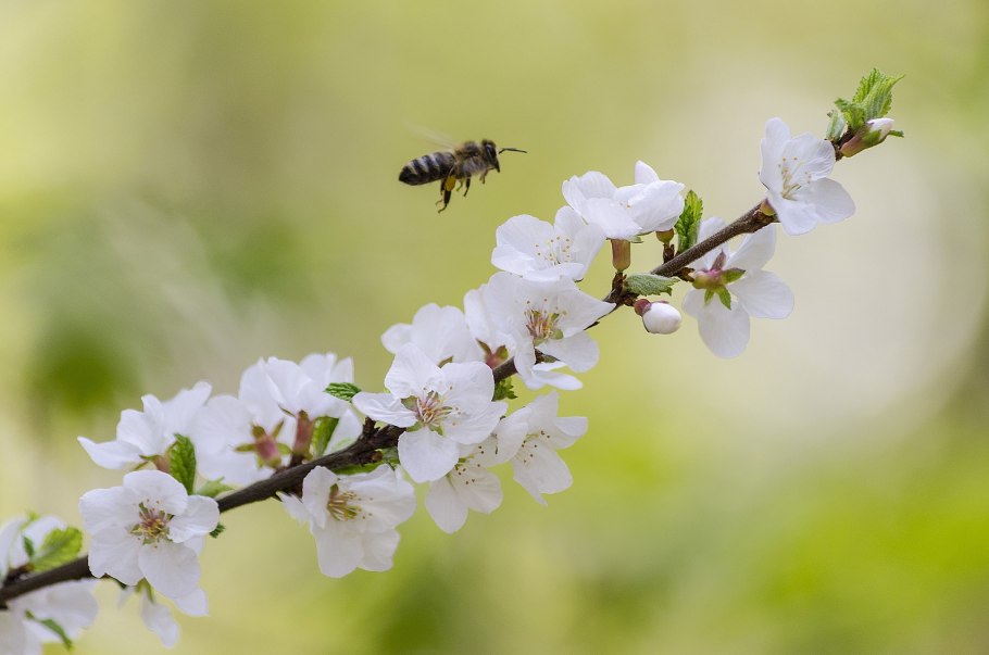 Пчела на черемухе