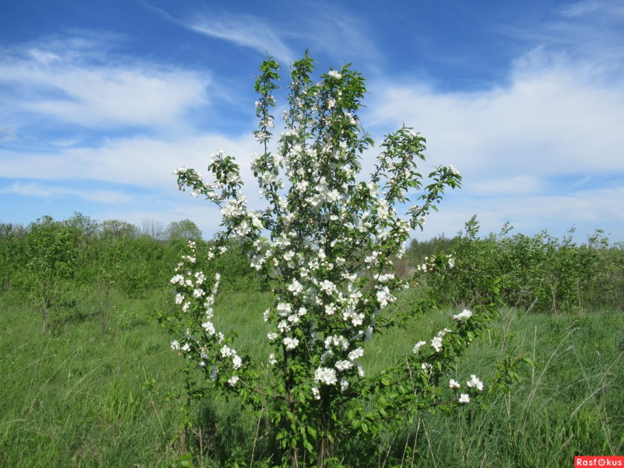 Яблоня декоративная Эверест