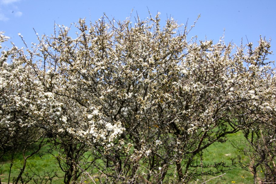 Ирга Ламарка (Amelanchier lamarckii)