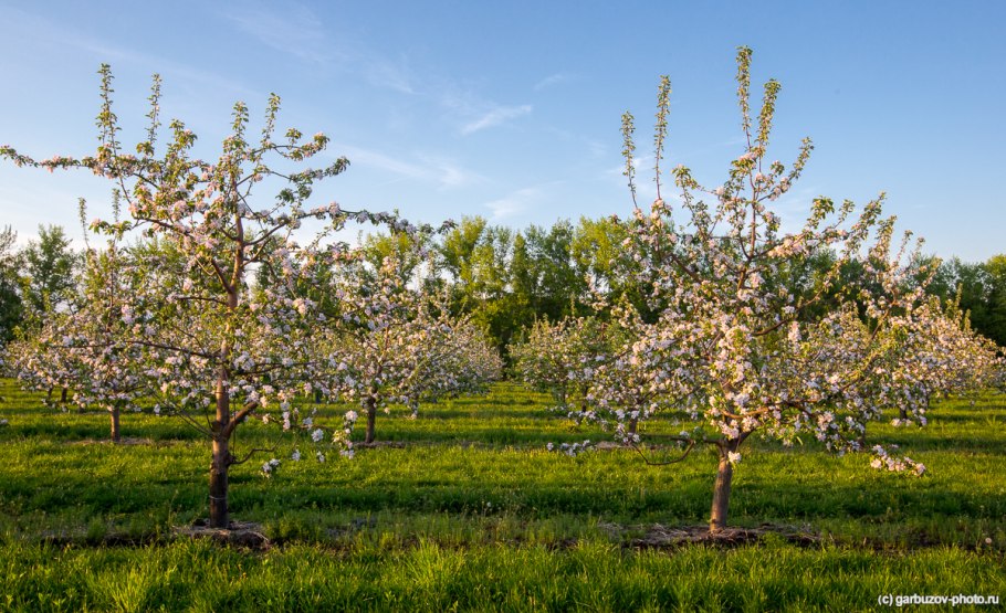 Яблоня колоновидная китайка Золотая