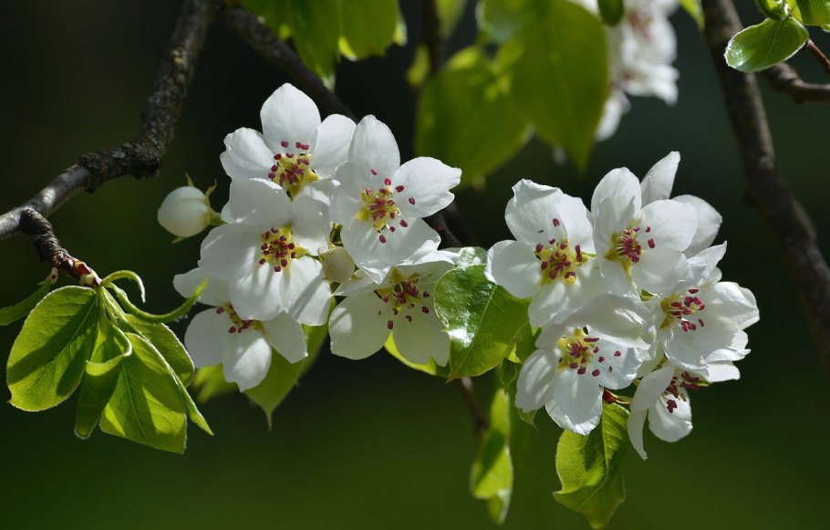 Яблоня Беверли