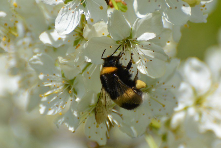 Цветущая Весна с пчелами