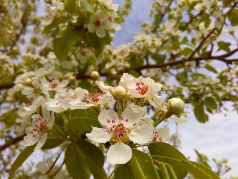 Яблоня Сиверса