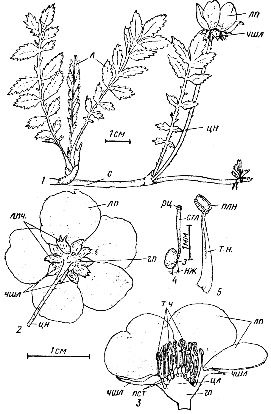 Строение растения лапчатка гусиная