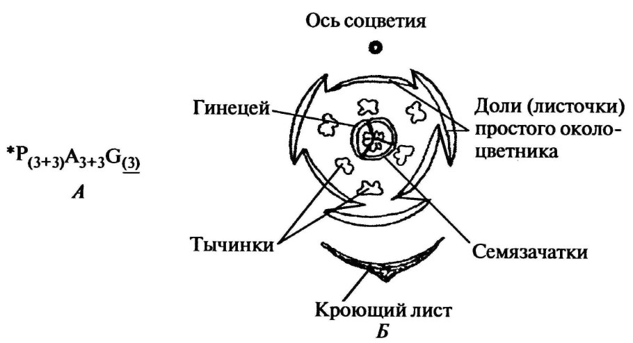 Плод, части плода, строение перикарпия.