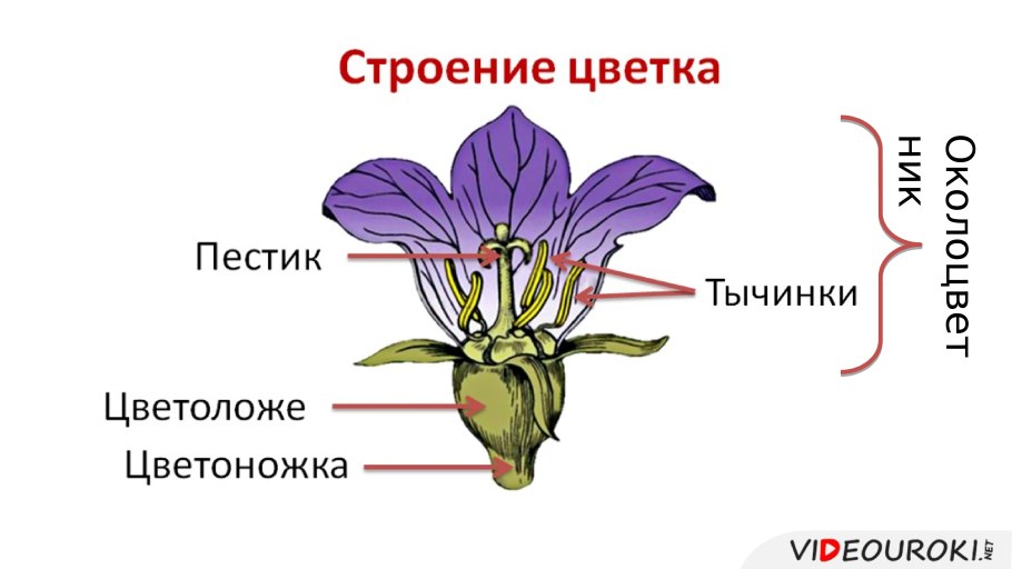 Семейство Розоцветные строение цветка