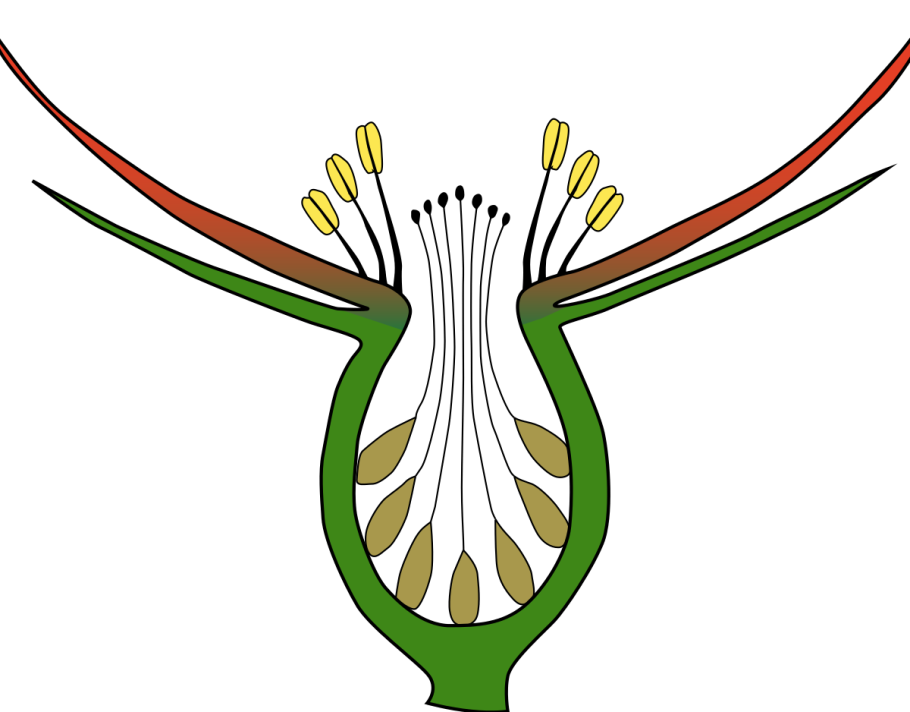 Шиповник ботаника строение