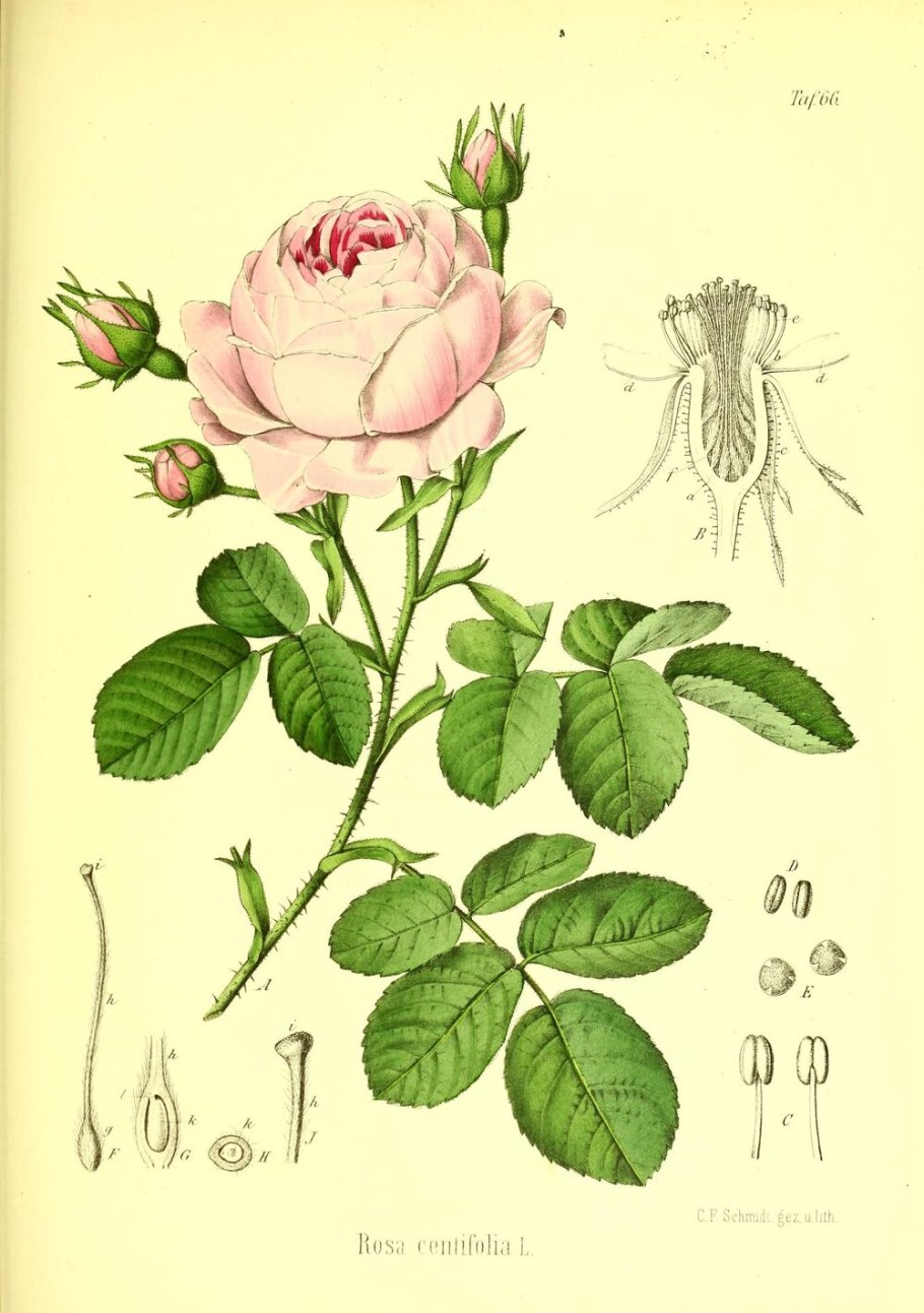 Rosoideae