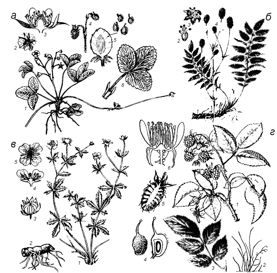 Строение цветка без подписей