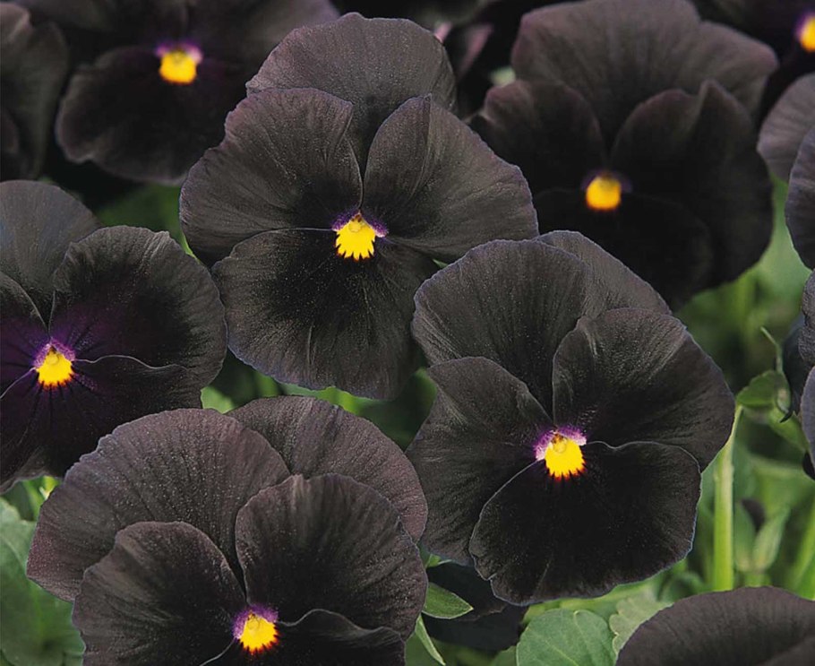 Виола Виттрока черный Кристалл