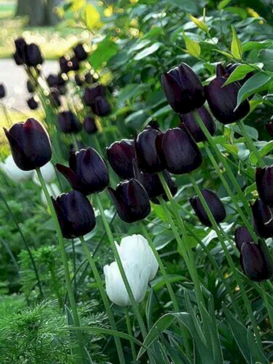 Морозник Дабл Блэк