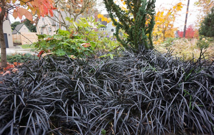 Петуния Sweetunia Black Satin