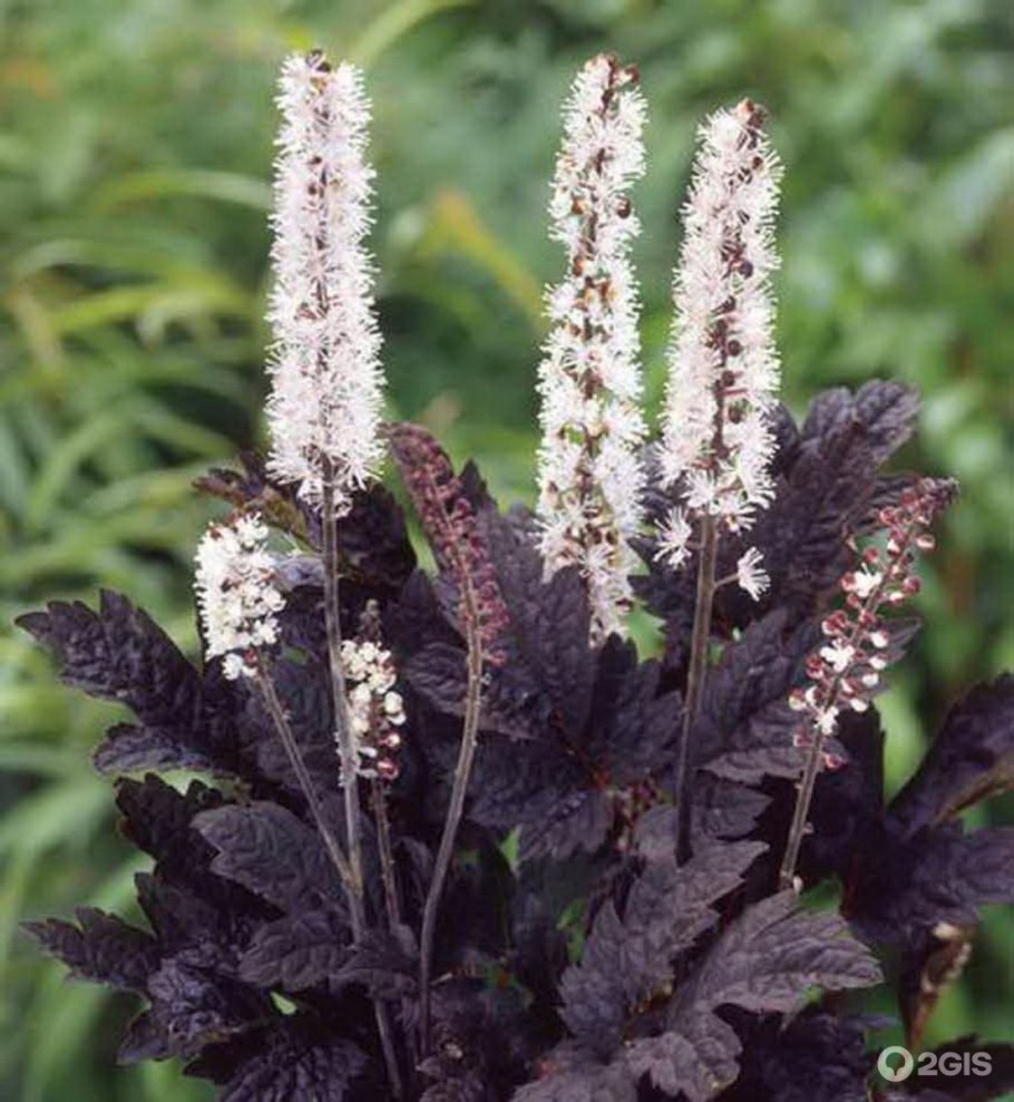 Гейхера Блэк аут