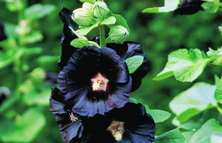 Виола Виттрока черная