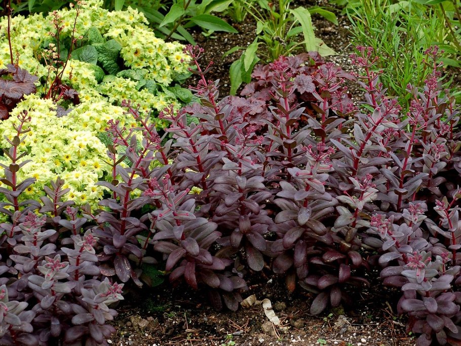 Цимицифуга Black negligee