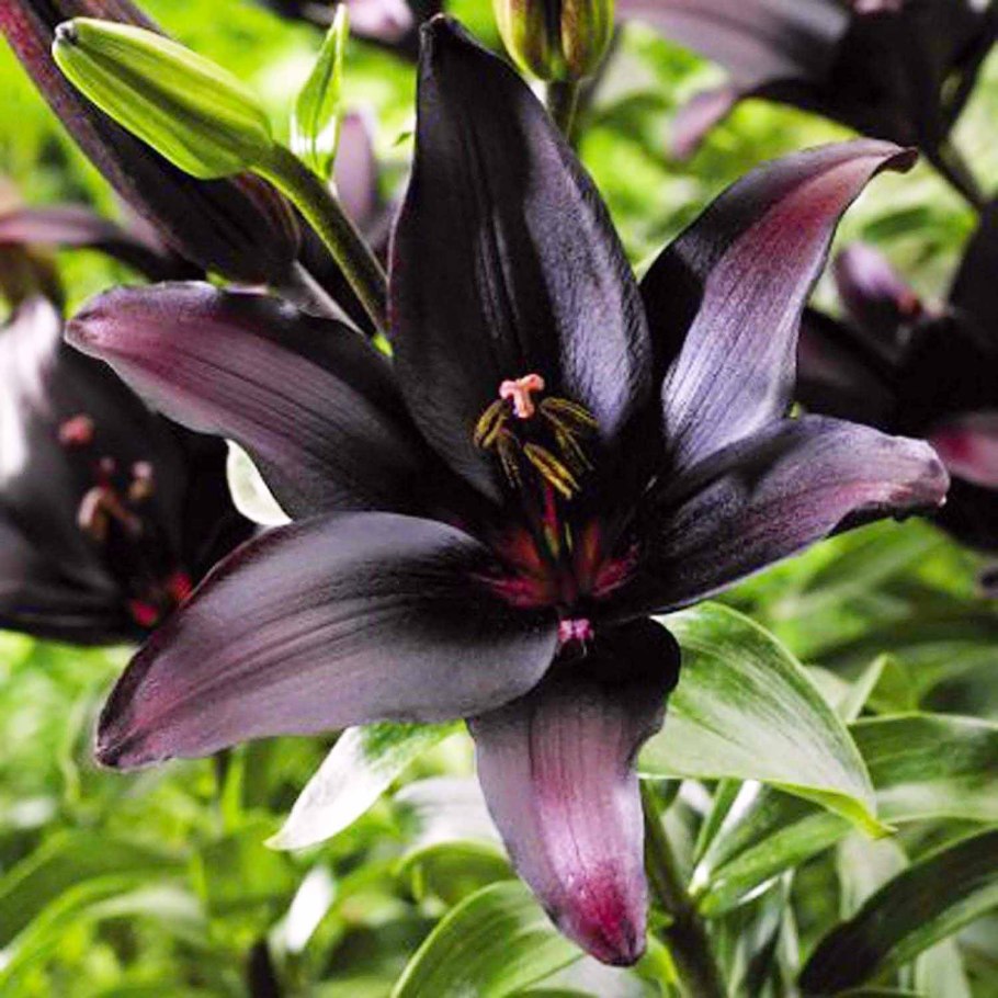 Рябчик черный цветок