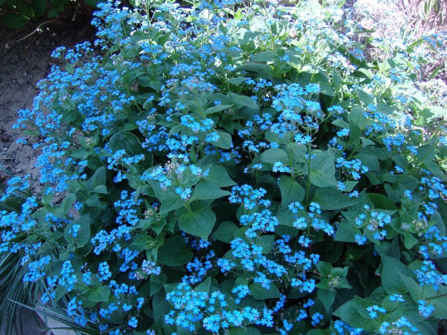 Бруннера Сибирская Brunnera sibirica