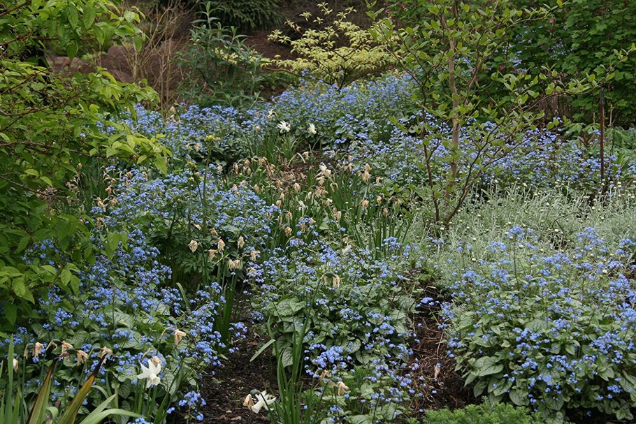Brunnera macrophylla Jennifer