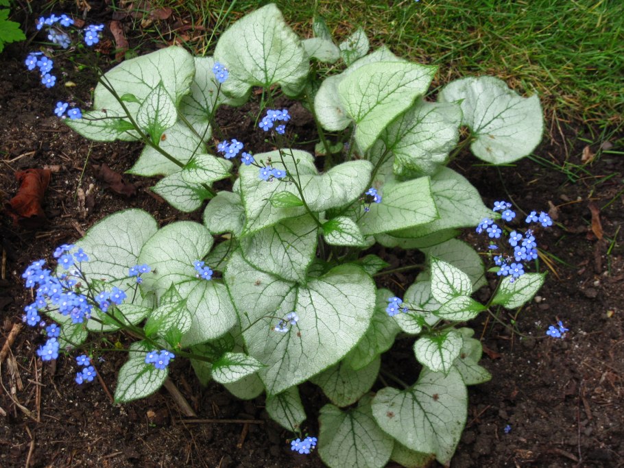 Brunnera macrophylla Jack Frost