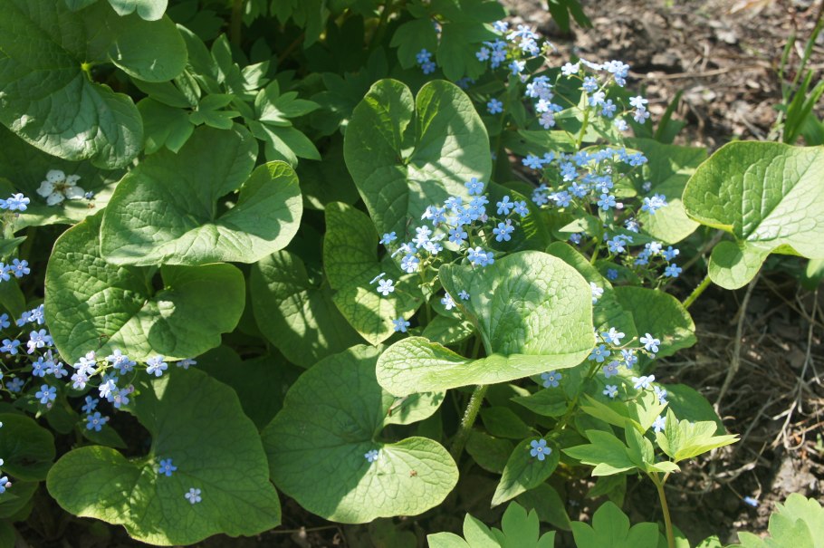 Бруннера крупнолистная variegata