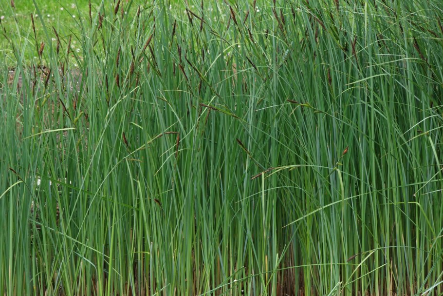 Осока метельчатая Monet