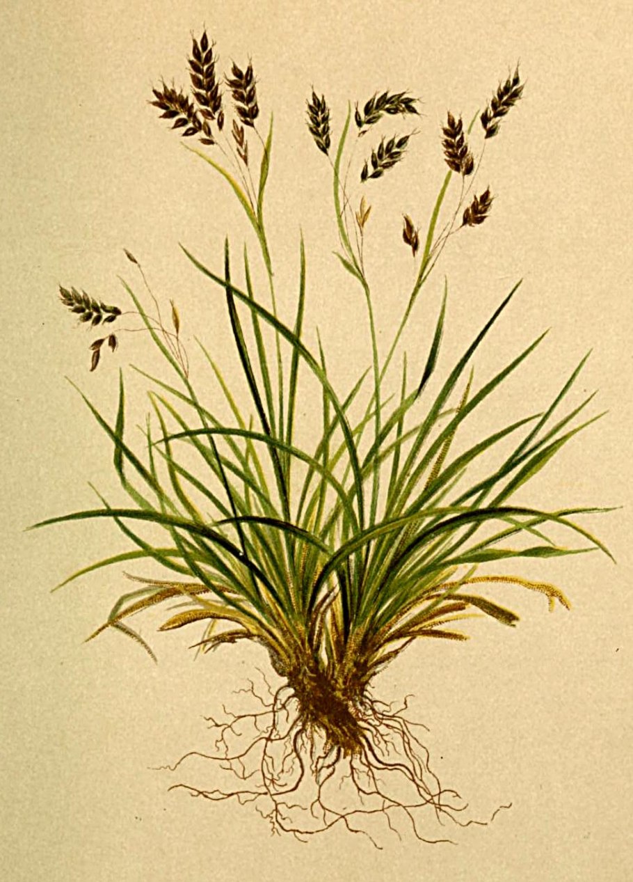 Осока Элата Ауреа