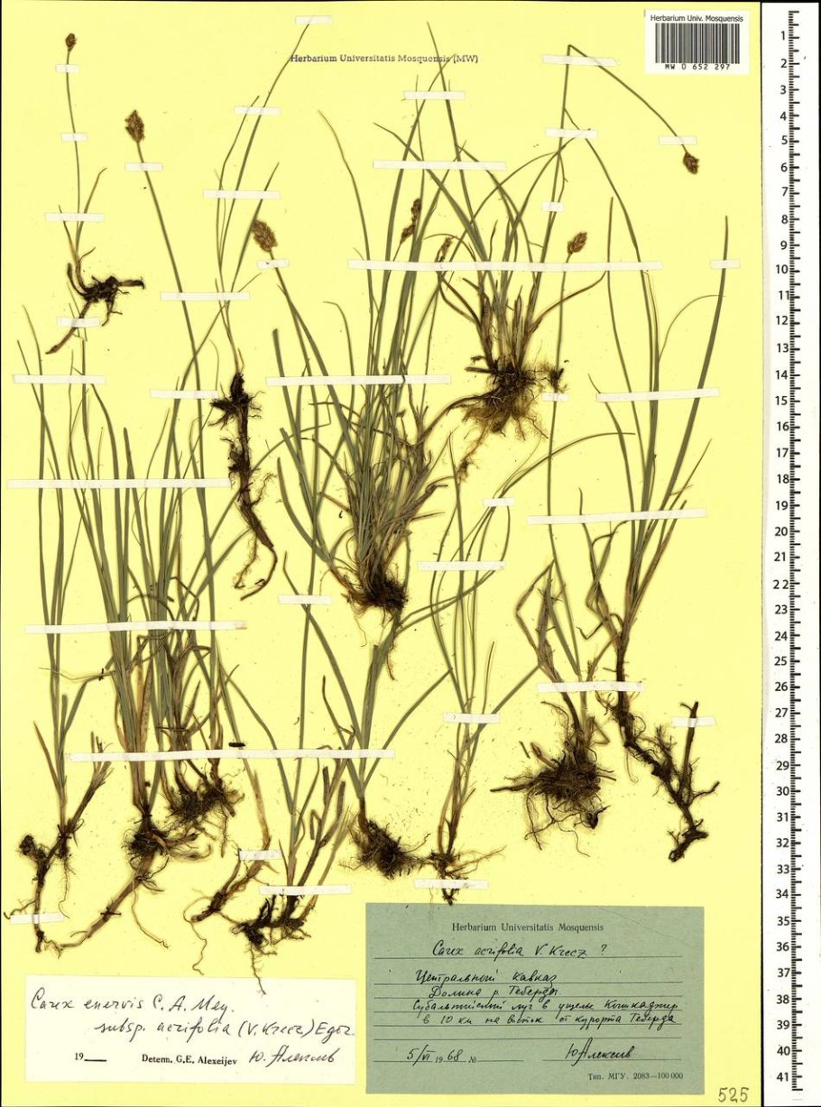 Осока Болотная