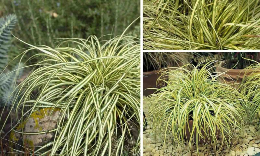 Осока Болотная