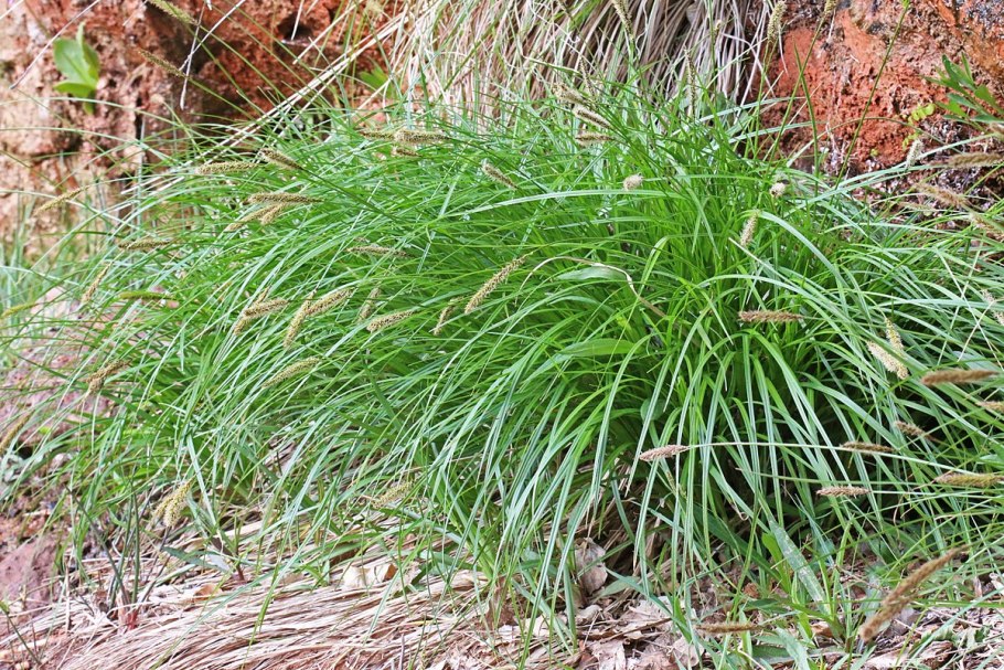 Осока пузырчатая Carex vesicaria