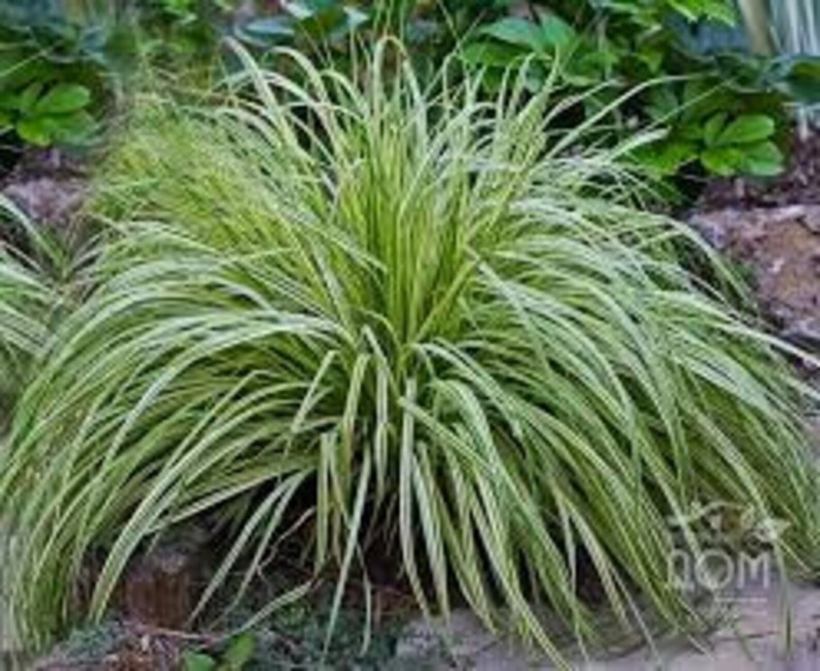 Осока Луговая