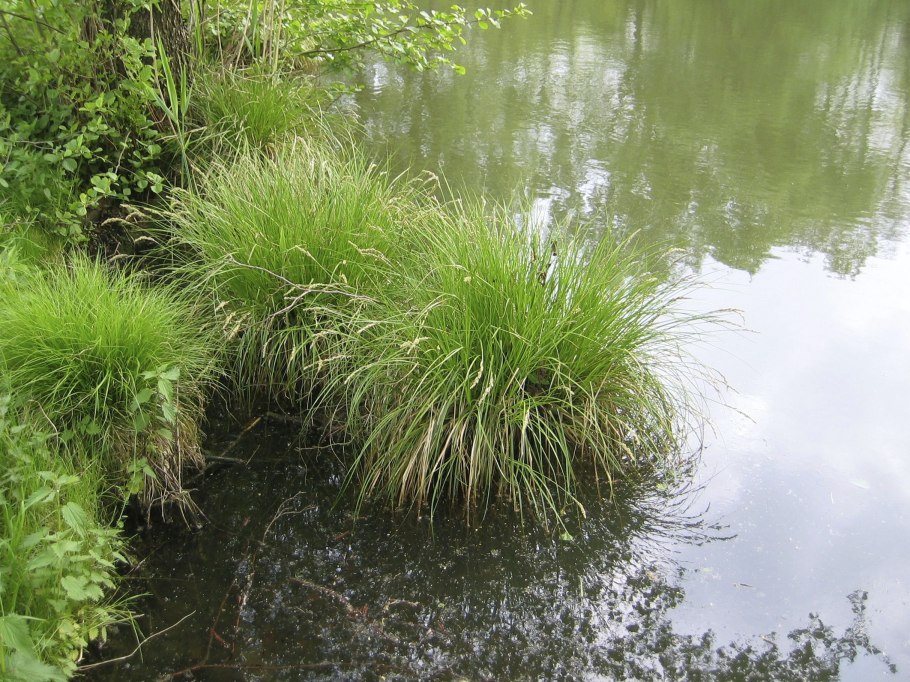 Осока трава Болотная