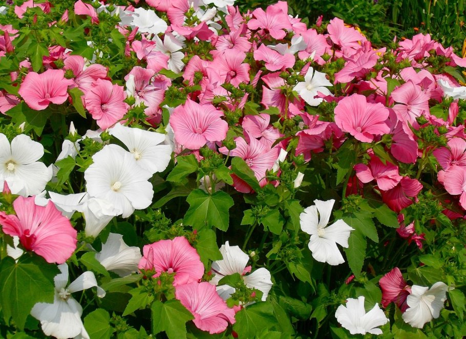 Лаватера Сильвер кап