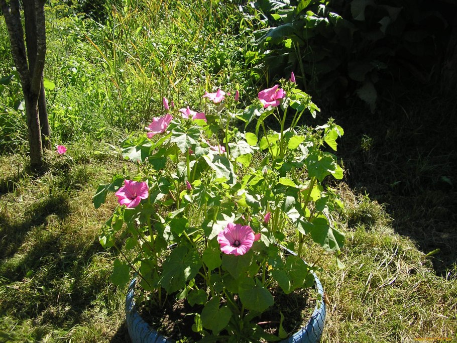 Лаватера хатьма