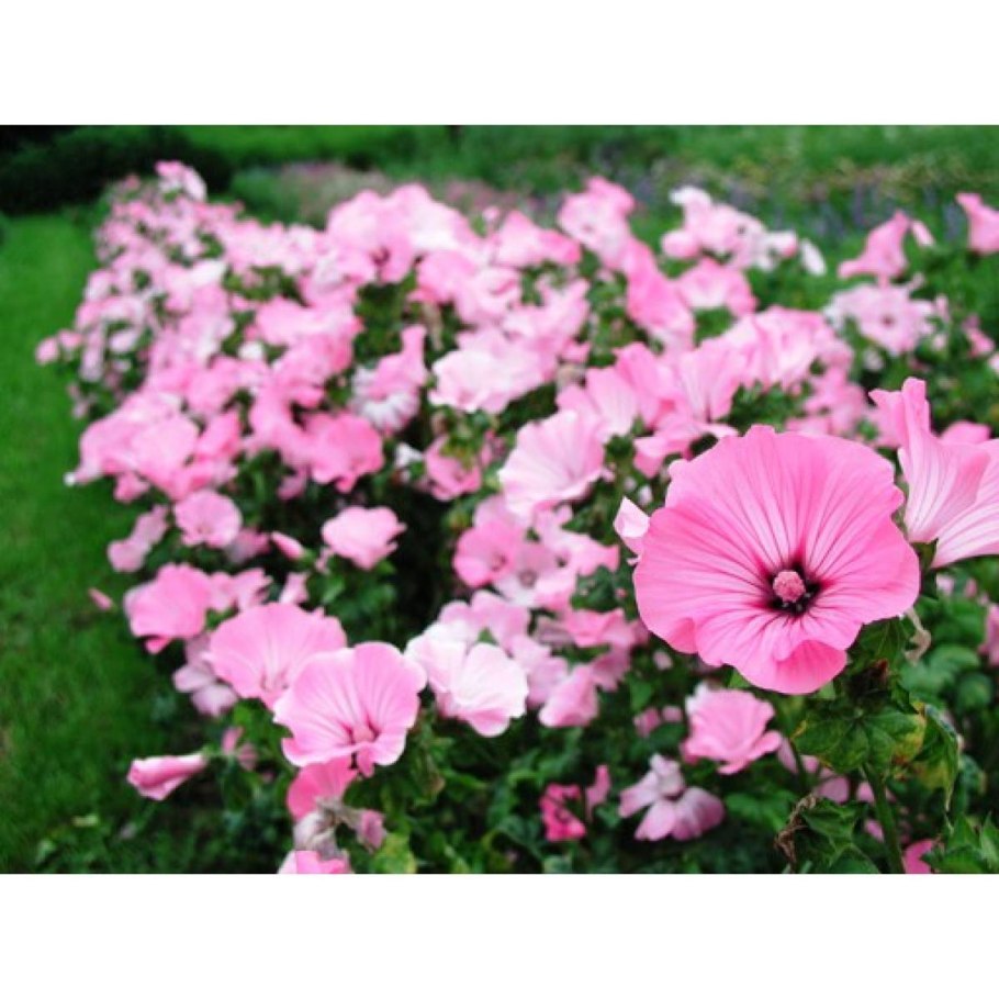 Лаватера махровая